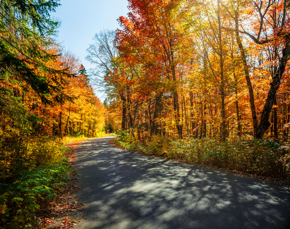 fall leaves on a paved trail