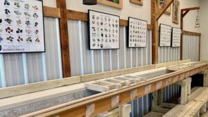 Treasure Quest Mining