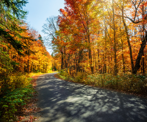 fall leaves on a paved trail